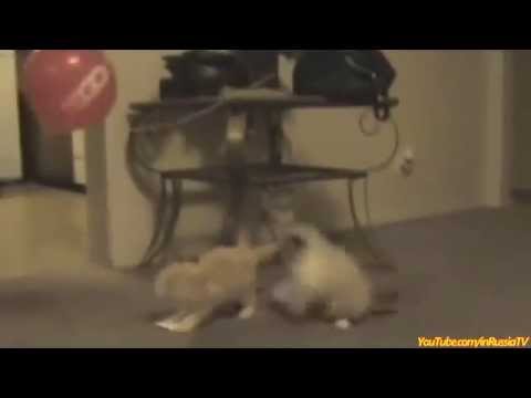 FUNNY VIDEOS  Funny Cats   Funny Cat Videos   Funny Animals   Cats Funny Balloons Compilation