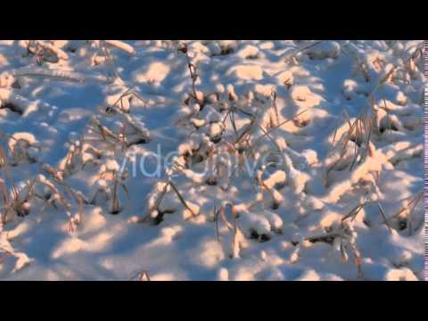 Grass Under Snow