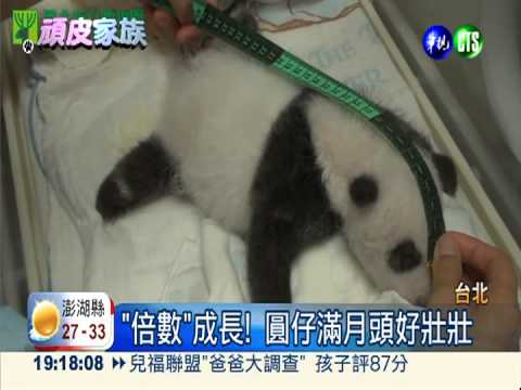 滿月照超音波 貓熊圓仔活力旺
