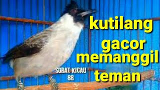 Download lagu SUARA BURUNG KUTILANG MEMANGGIL TEMAN mp3