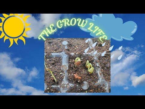 A Day In The Life Of A Seed GARDEN SERIES 4 PART 2 REV.