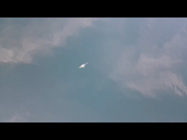 Байкальскую нерпу пересчитают по-новому