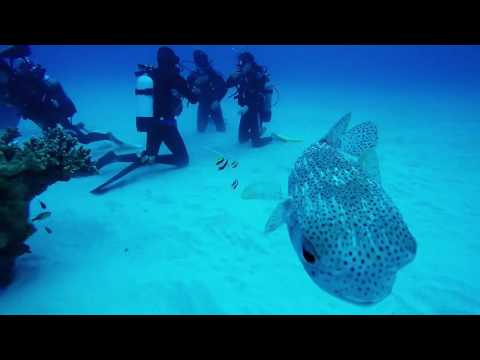 Mauritius Scuba Diving : Lion Reef near Pereybere Beach : 24 June 2016