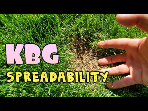 Does KBG Spread FAST? Kentucky Bluegrass Self-Repairing Potential REVEALED