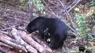 preview picture of video '9 Bear Hunts with Big Paws Outfitters  866-456-6806'
