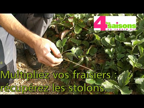 comment nettoyer fraisiers