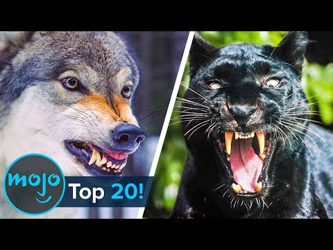 Top 20 Real Life Man-Eaters