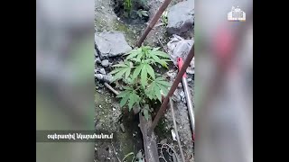 Խուզարկություն հերթական մի բնակարանում լի թմրանյութով