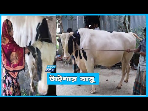 ব্রাহ্মণবাড়িয়ার টাইগার বাবু