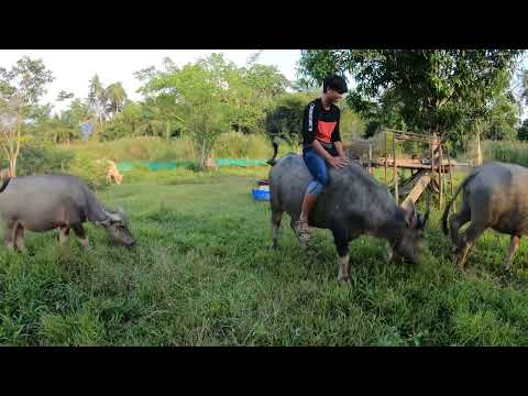 Kerbau jinak boleh ditunggang……
