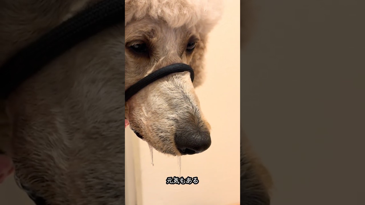 大量のよだれが止まらない犬#スタンプー
