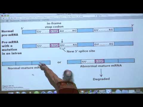 Kevin Ahern's Bite-Sized Biochemistry #47 - Transcription III / Translation I