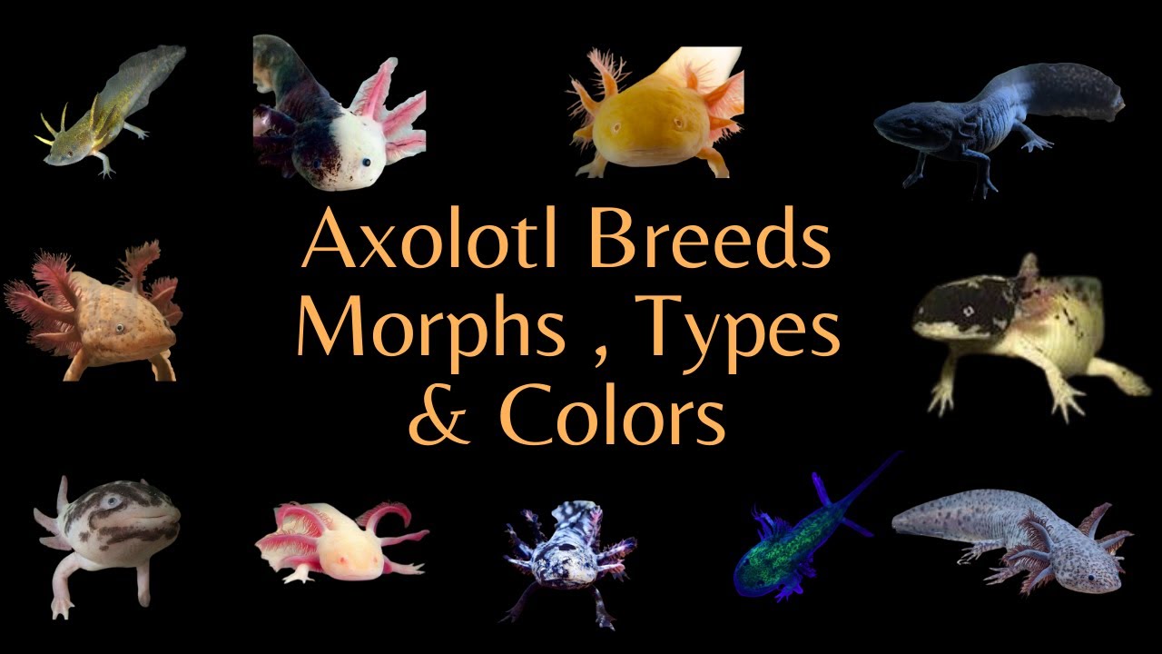 All the Axolotl Breeds , Colors & Morphs [ Videos ]