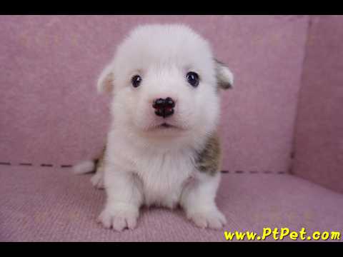 11/02雙色柯基犬公幼犬3號(高雄林園)