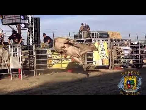 Ivancillo de colima el jinete que le pelio hasta mas no poder al G63 Del Rancho El Aguaje🐂🇲🇽🇺🇸