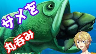 【神ゲー】海の頂点に立つわ【Feed and Grow Fish】
