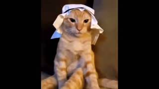 [問卦] 阿拉伯奶油貓