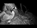 Decorah Eagles. Raccoon visits Mother Goose at night - explore.org 05-06-2024