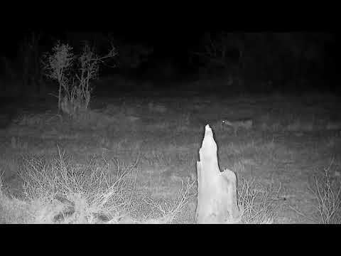 Djuma: Two Grey Duikers-Pt:1 - 22:13 - 08/10/21