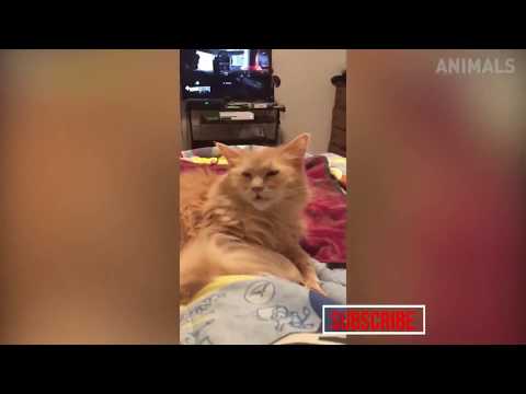 FUNNY Sleepy CATS #1 🤣  | TRY NOT TO LAUGH | LAVINA ENTERTAINMENT