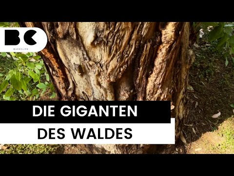 Das sind die ältesten Bäume der Welt