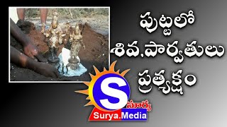 శివరాత్రి ముందు రోజు పుట్టలో శివపార్వతుల ప్రత్యక్షం// కోవెలకుంట్లకు జనం పరుగులు// Stv surya.media