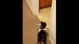 Cat helping with paperwork