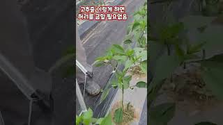 고추 줄매는방법 이렇게 하면 허리 굽히지 않고 줄매기. 상세한 영상은 풀뿌리농장 유튜브에 올리겠습니다. #s…