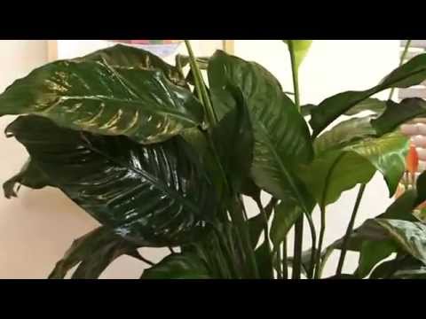 comment soigner un pachira aquatica