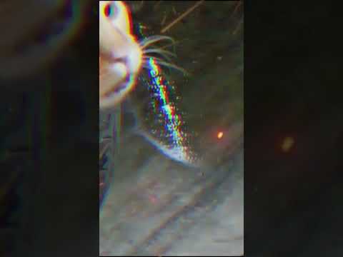 #beautiful #love #cat