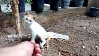 Little kitten with broken legs
