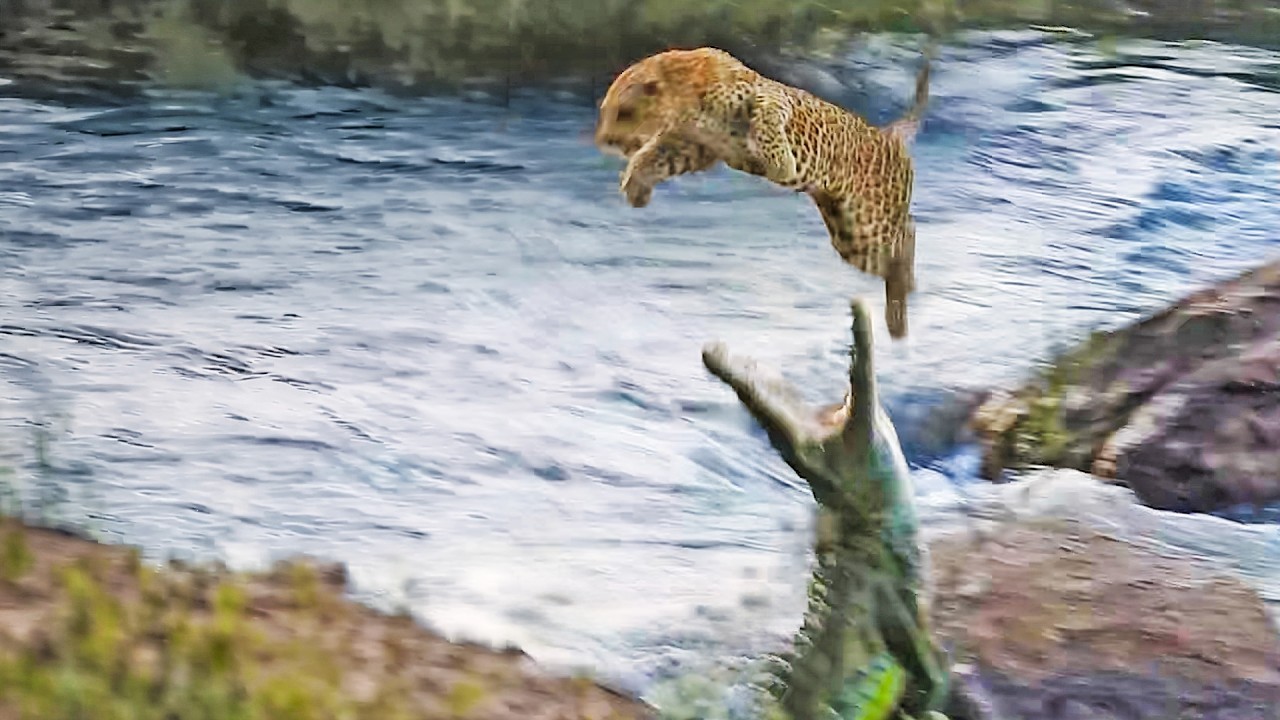 Hidden Crocodile Bites at Leopard From Below