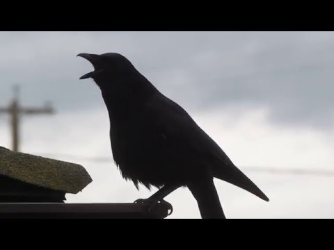 Crow Clacking Call