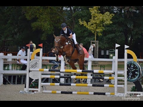 FOR SALE - Contino - *2012, gelding, Cool Paradise (Colman) x Con Air, www.salesporthorses.com