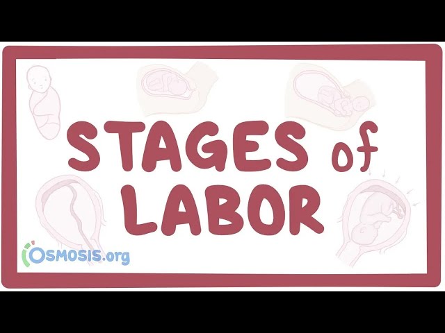 Understanding the Stages of Labor: A Comprehensive Guide | Magica