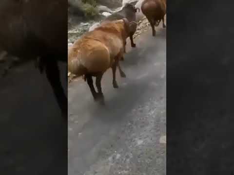 Ela gosta de jogar a bunda 😂