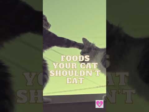 Foods Your Cat Shouldn't Eat #shorts #cats