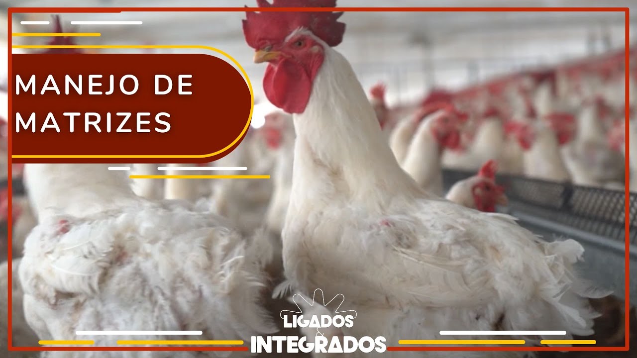 Aves: Qual é o destino das matrizes após as etapas de produção | Ligados&Integrados - 27/07/2022