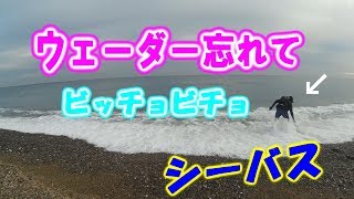 【遠州灘サーフ、ライトショアジギング】シーバス　ウェーダー忘れてビッチョビチョ　パパサンクラブ
