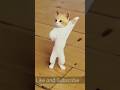 Cat Dance Video Shortsfeed Short Shorts Viralshort Catdance