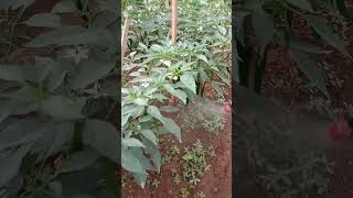 Download lagu spraying chili fields without mulch #agriculture #shorts mp3