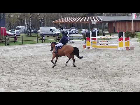 Holsteiner mare, Canto x Clearway, 2011