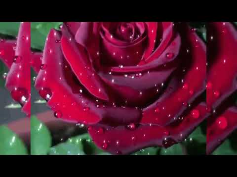 #beautiful#trendingroses#flowers#viralvideo#trending#rosegarden#
