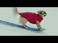 Amazon Rufus Rips TV Commercial