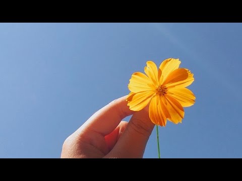 Di Mo Lang Alam video