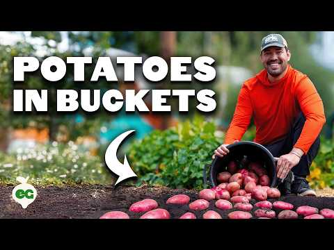 How To Grow Hundreds of Pounds of Potatoes in Buckets