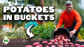 How To Grow Hundreds of Pounds of Potatoes in Buckets