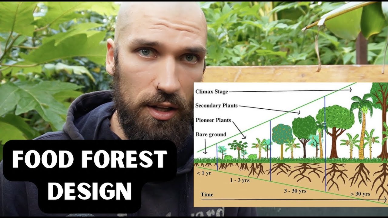 the ONLY Food Forest video you need to watch (syntropic agroforestry) / NZ