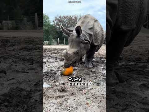 مزحت مع وحيد القرن بالقرع والنتيجة صدمة! 😱🦏 | #shorts