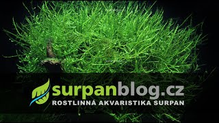 Creeping moss - Vesicularia sp.